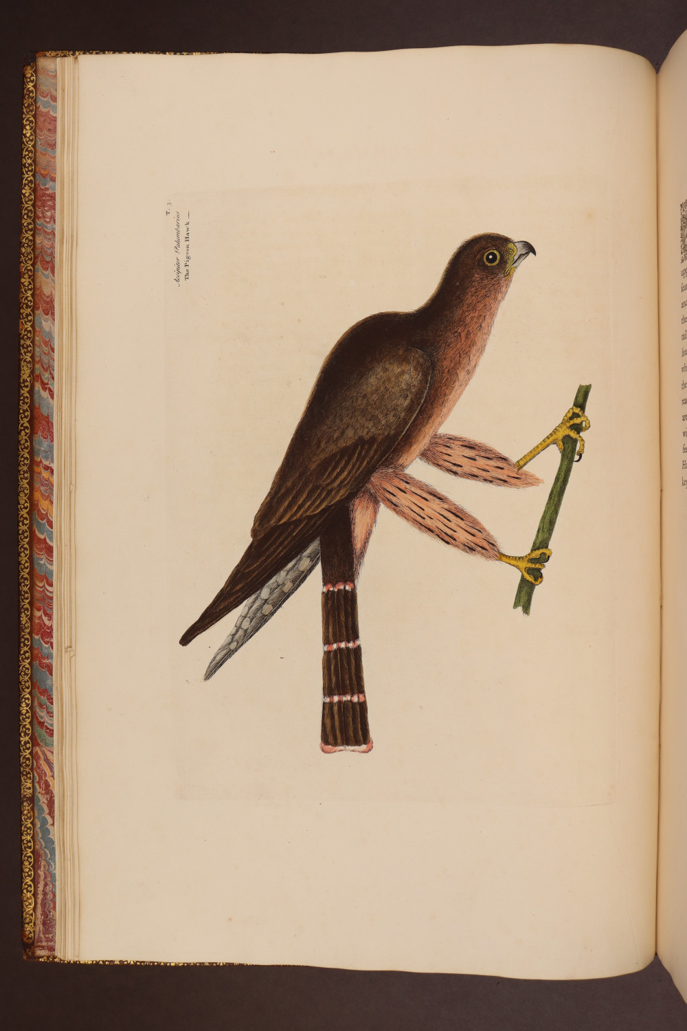 Plate 3